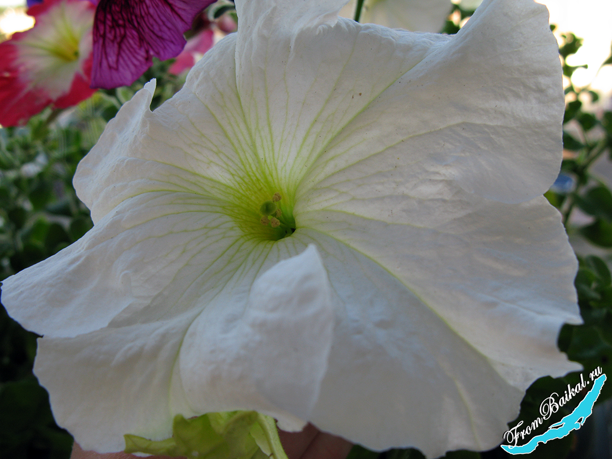 Петуния крупноцветковая_Petunia grandiflora_Фалькон F1 бел
